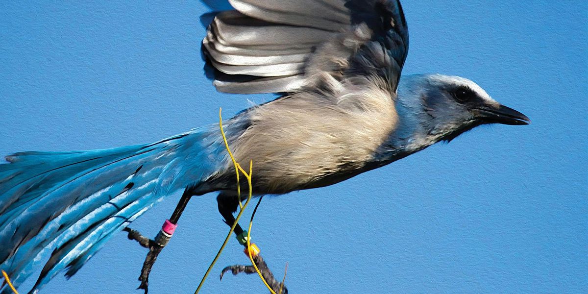 FIELD TRIP: Cow Camp at Lake Kissimmee State Park
