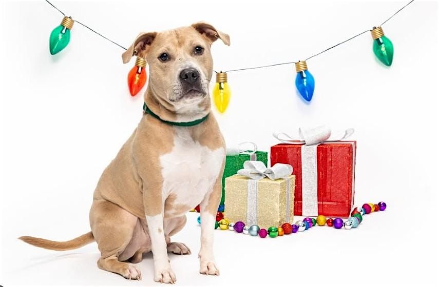 Holiday Mini Photo Sessions