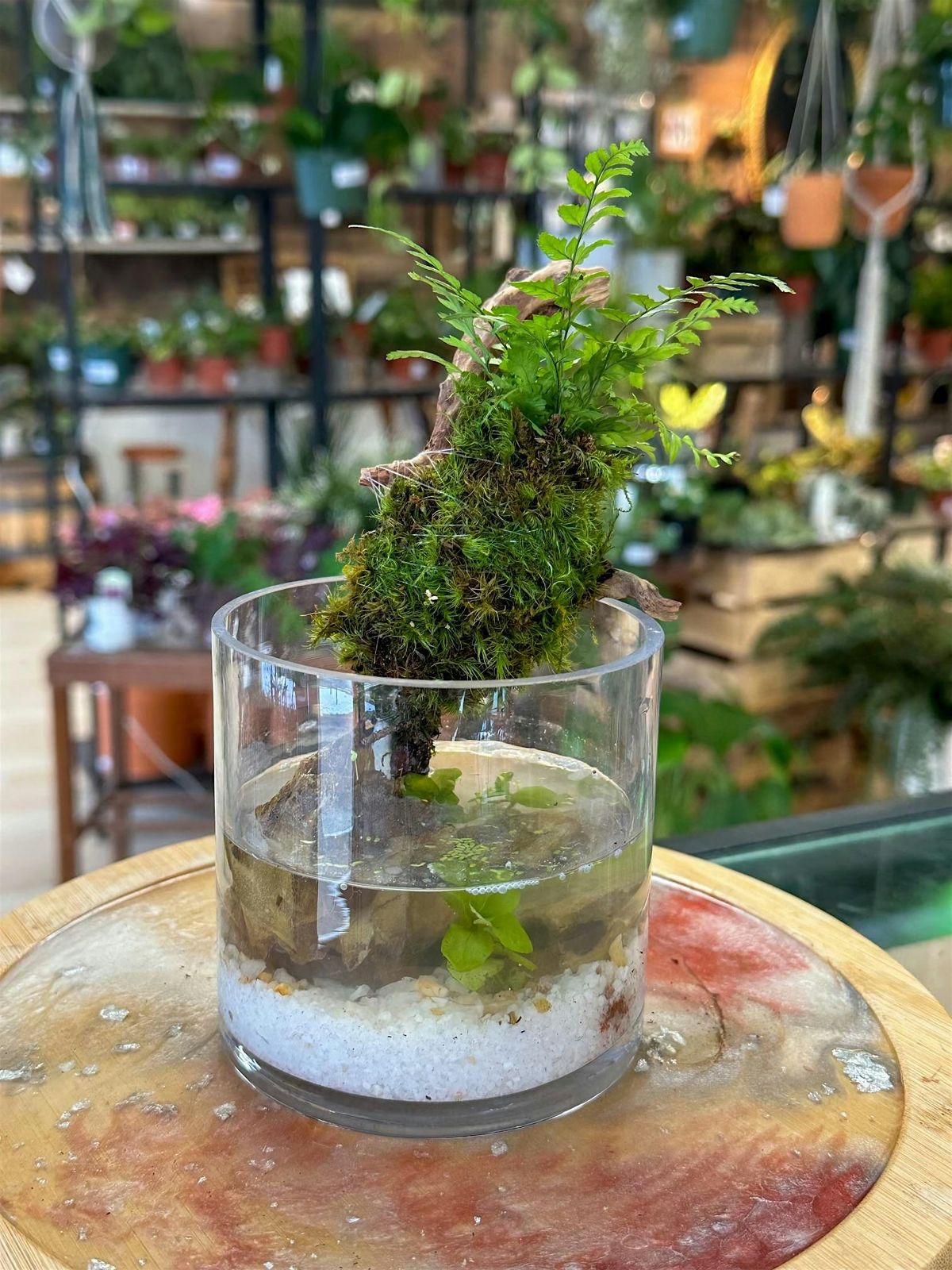 Mini Paludarium w\/ tropical and aquatic plants