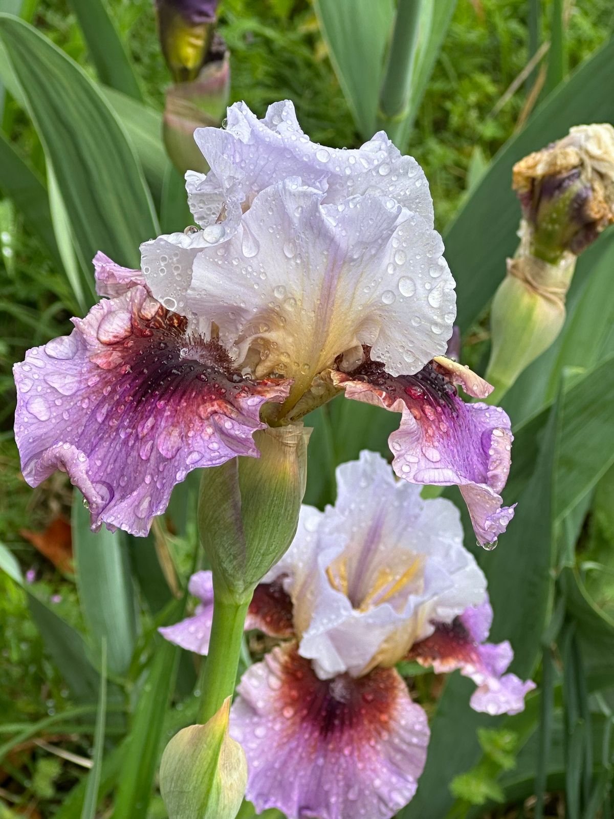 Annual Iris Sale!!!