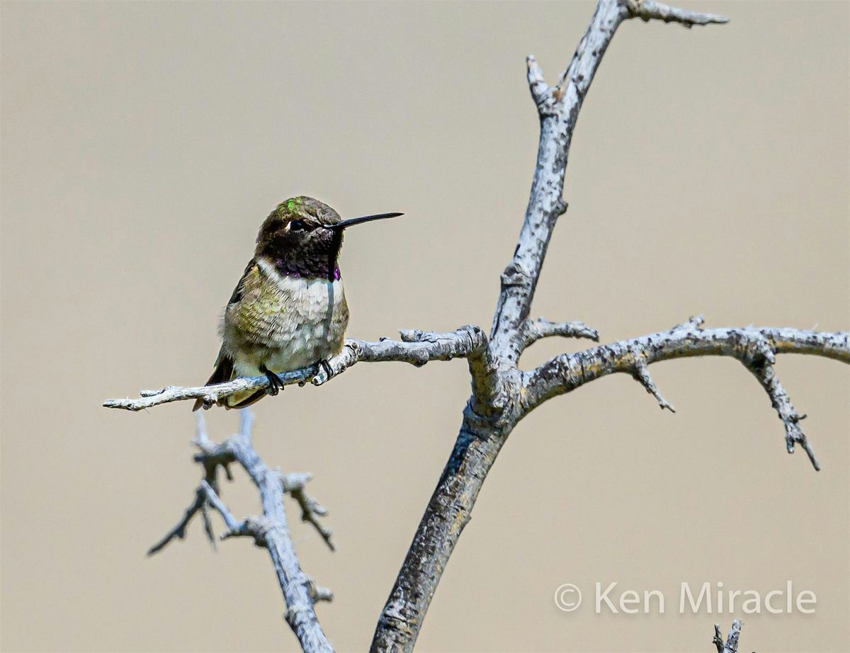 Wednesday Birders at Hull's Gulch