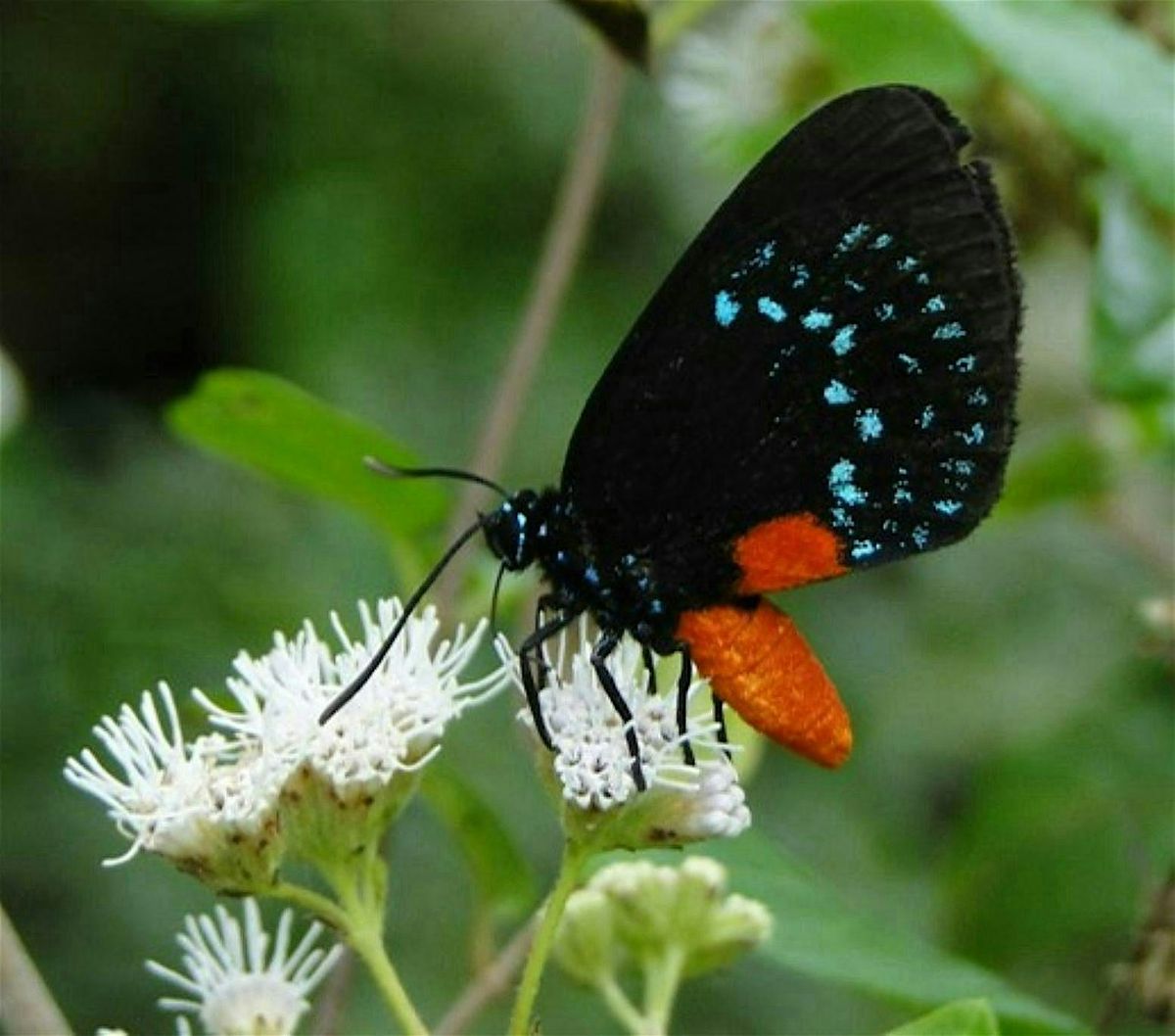 N AMERICAN BUTTERFLY ASSN Colors in the Wind PHOTOGRAPHER Peter J. Lekos