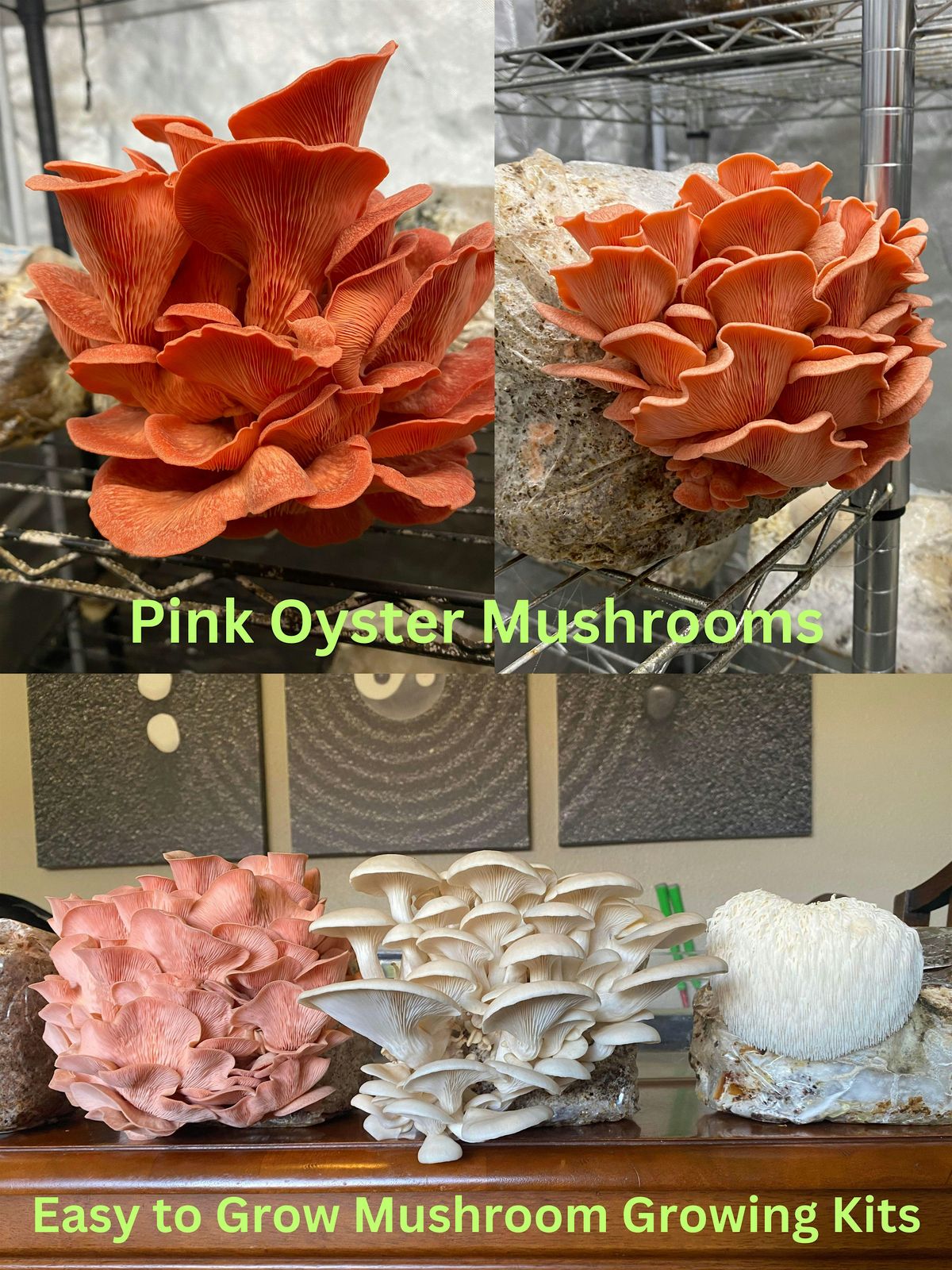 Gourmet Mushroom Growing Class,  grow mushrooms at  home all year round!