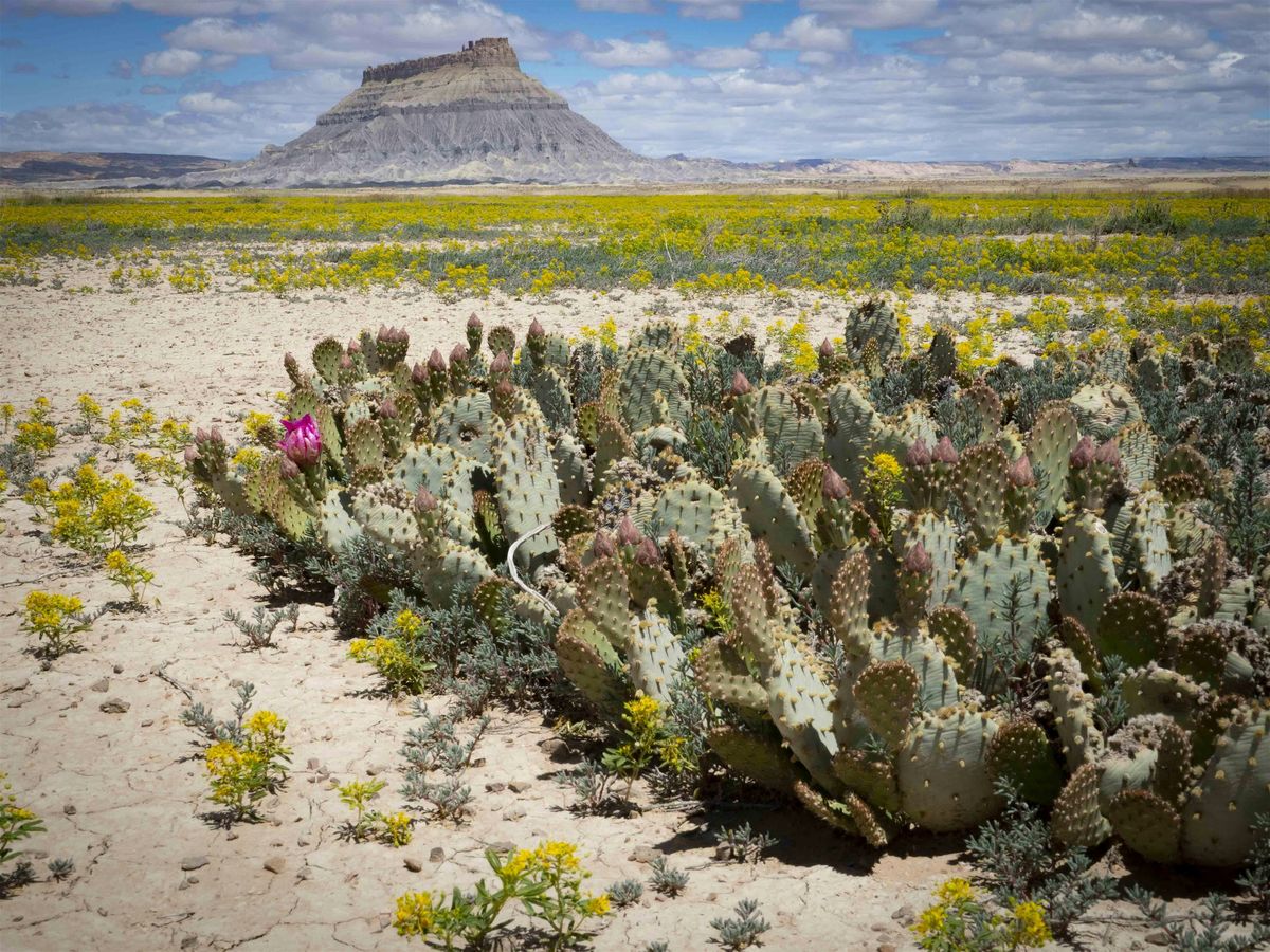 Red Rock at Risk: Conservation Law and Protecting Utah\u2019s Public Lands