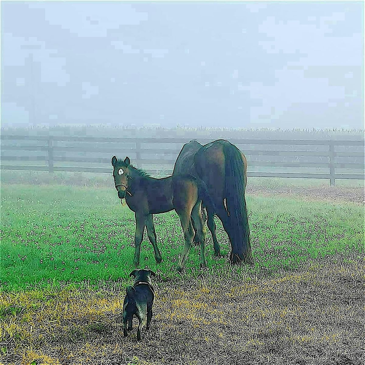 Yoga on the farm