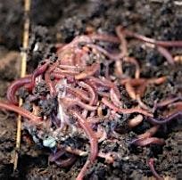 Vermicompost