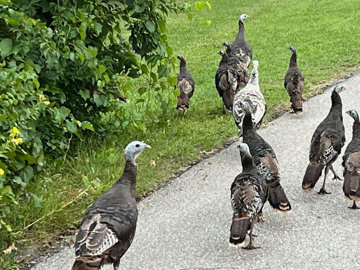HOLIDAY STRESS REDUCER -TURKEY WALK