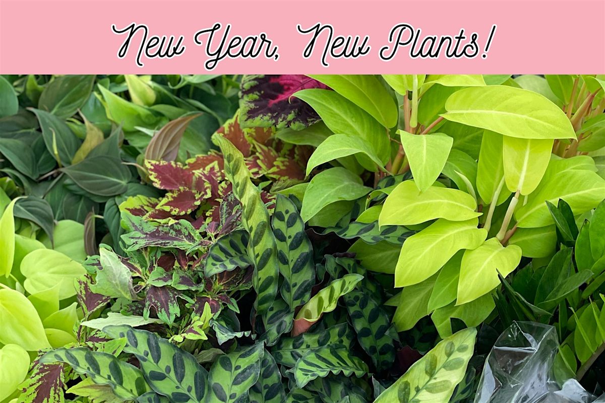 New Year, New Plants!