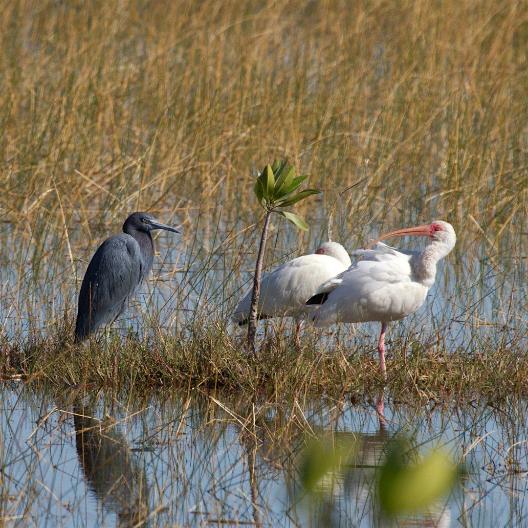 Florida\u2019s Wading Birds Hike at DJ Wilcox Preserve