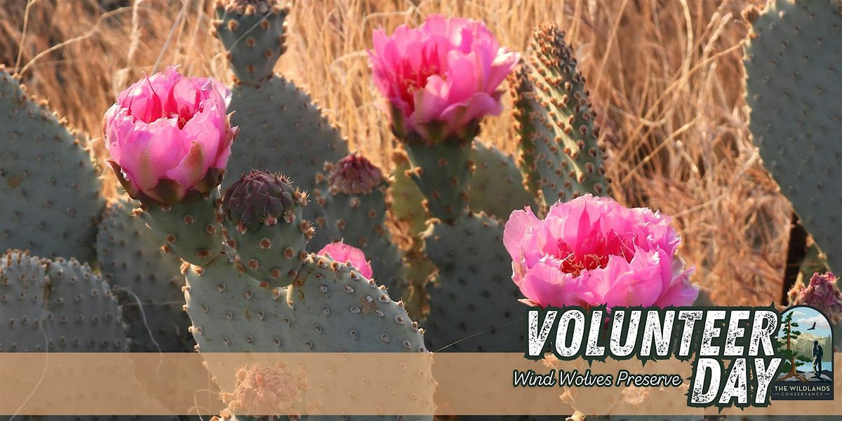 Volunteer Day: Bakersfield Cactus Collection -  Wind Wolves Preserve