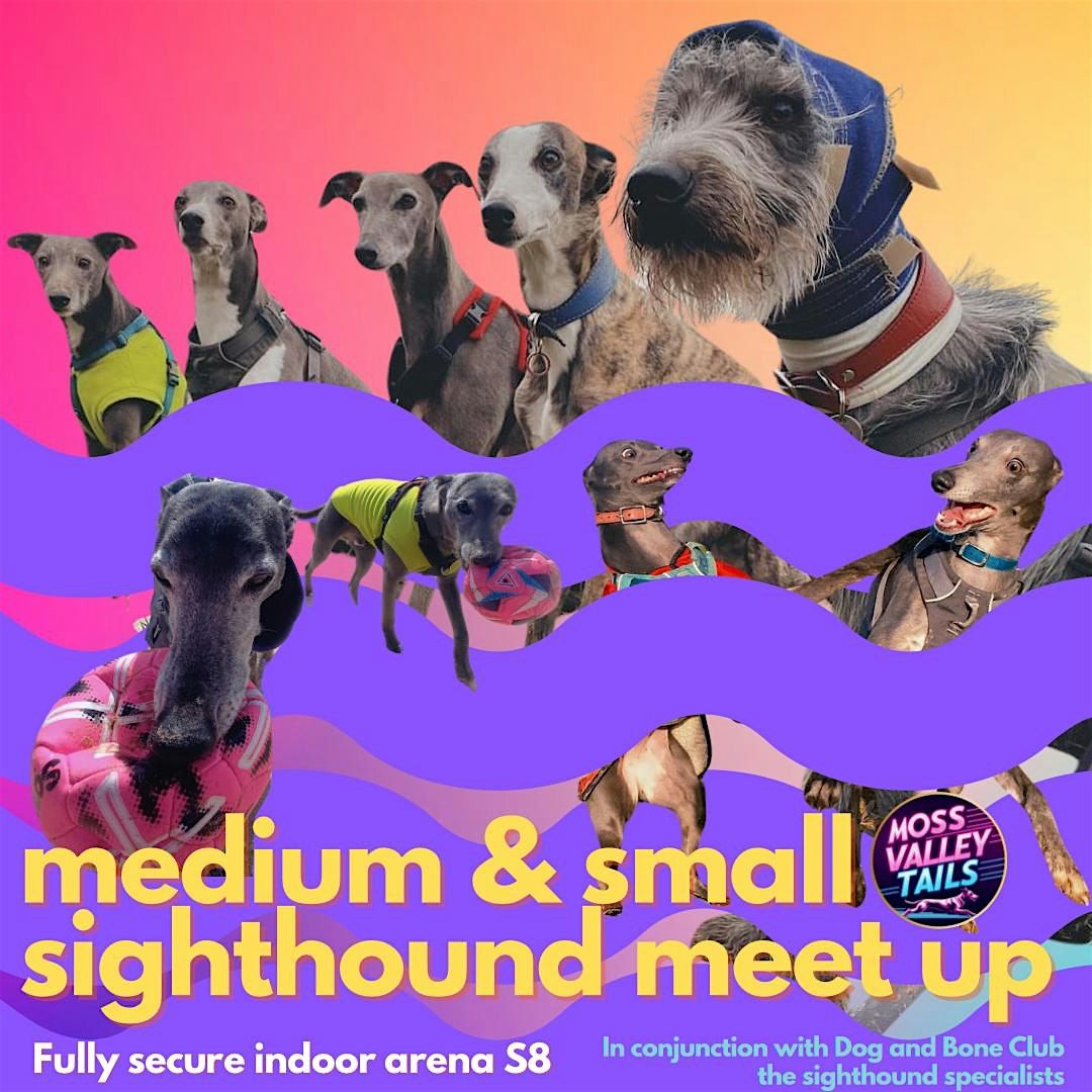 MEDIUM SIGHTHOUNDS - dog social in a fully secure arena S8