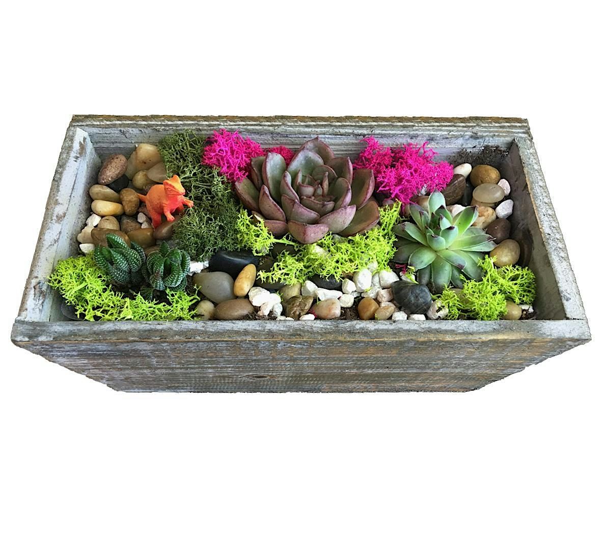 Plant Nite: Make a Succulent Terrarium