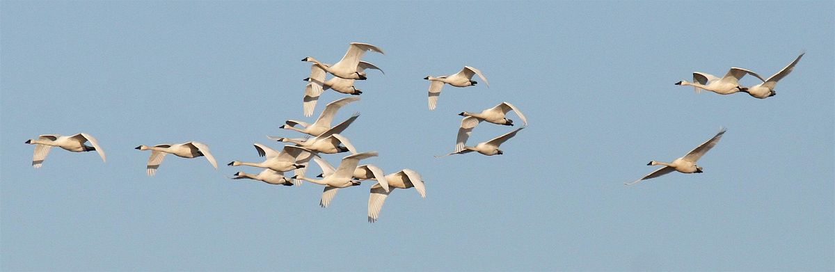 Forsythe (Brigantine) NWR