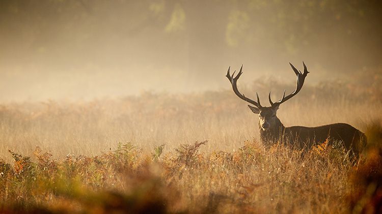 Dortmund Hunting, Hound and Fishing Exhibition