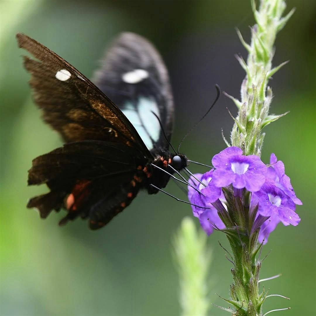 Butterfly Mounting and Pollinator Awareness Workshop