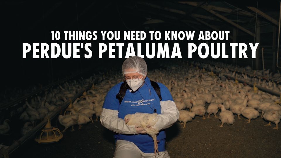 Meetup: 10 Things You Need to Know About Perdue's Petaluma Poultry