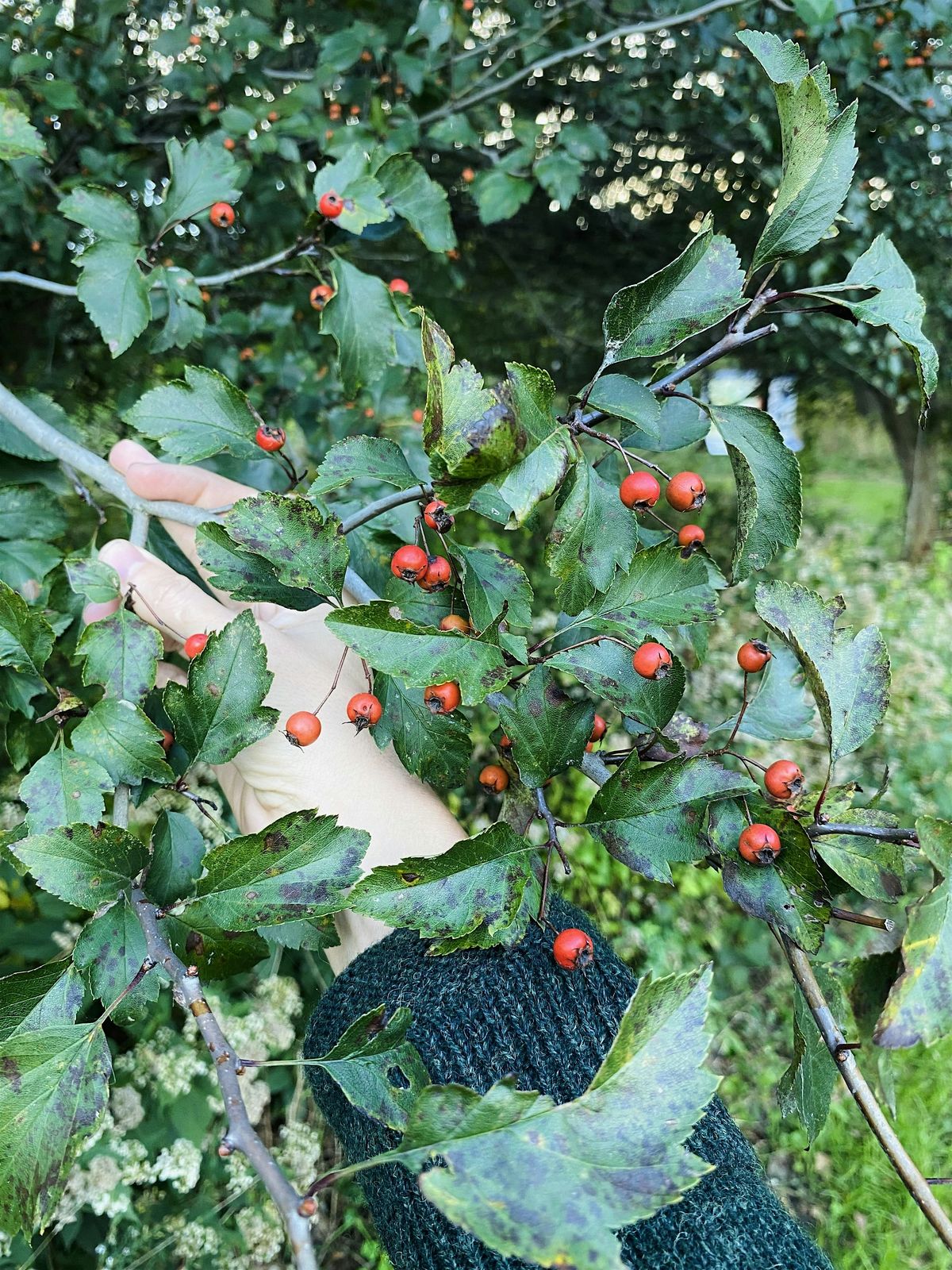 Heart Mending: Hawthorn  Medicine, Magic and Lore, $55