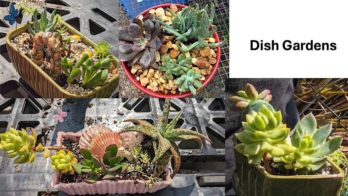 Get Creative: Crafting Hypertufa Containers and Succulent Dish Gardens