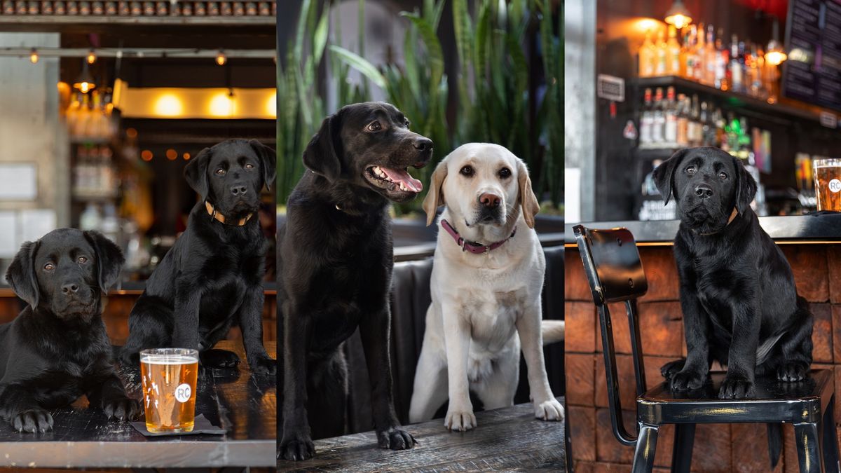 Pints for Pups!