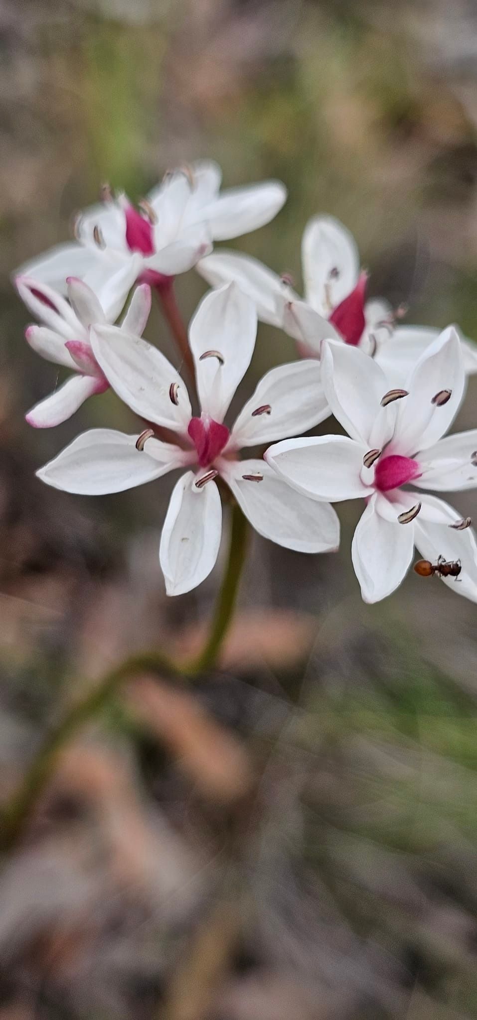 Wildflower Walk