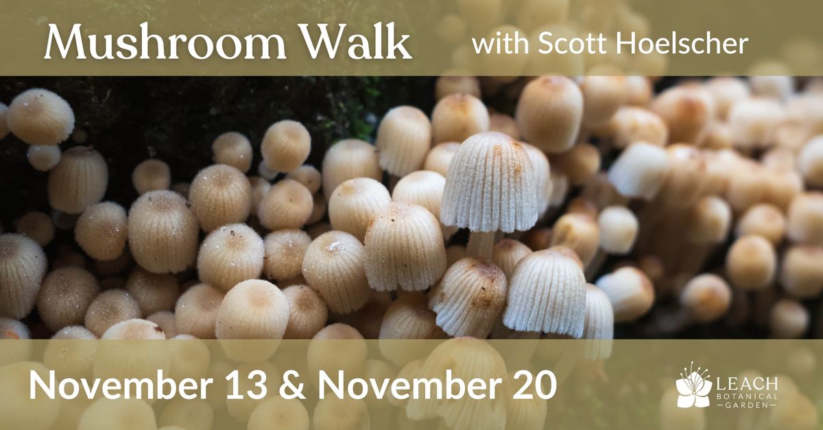 Mushroom Walk