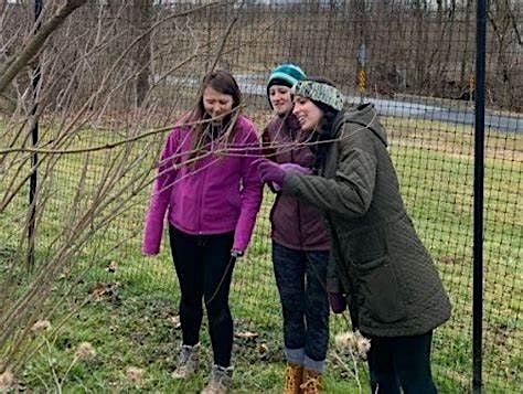 Fox Haven Foragers: Ethics of Foraging and Elderberry Propagation