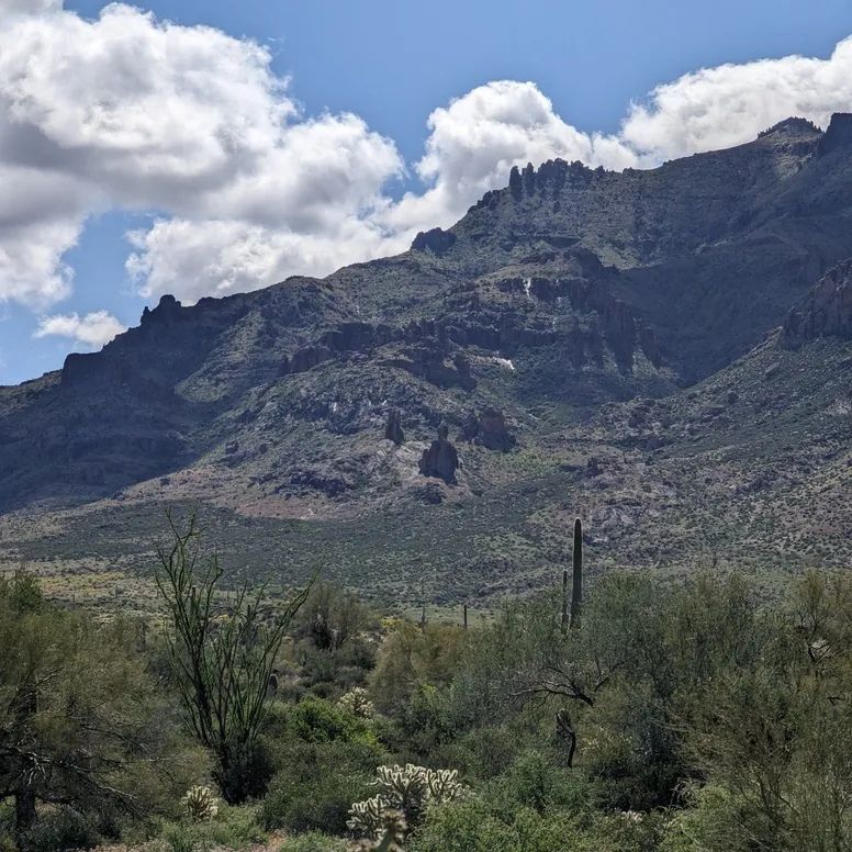 Medicinal Plant Walk: Superstition Mountains