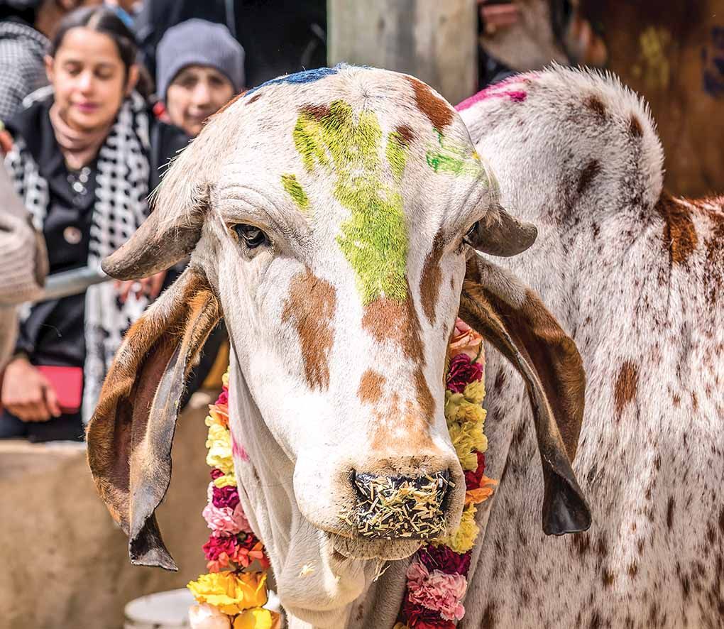 Festival of the Cows (Go-puja)