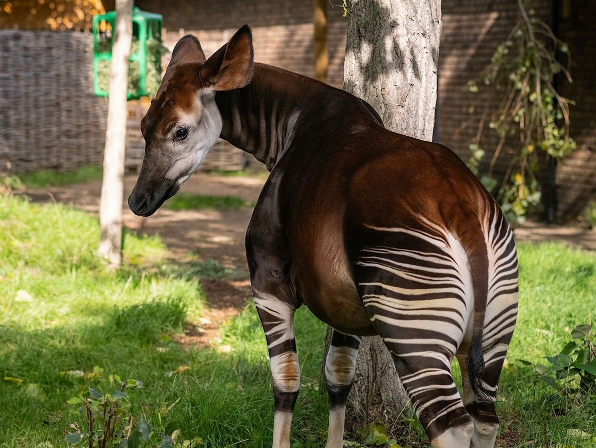 Book launch - Discovering the Okapi