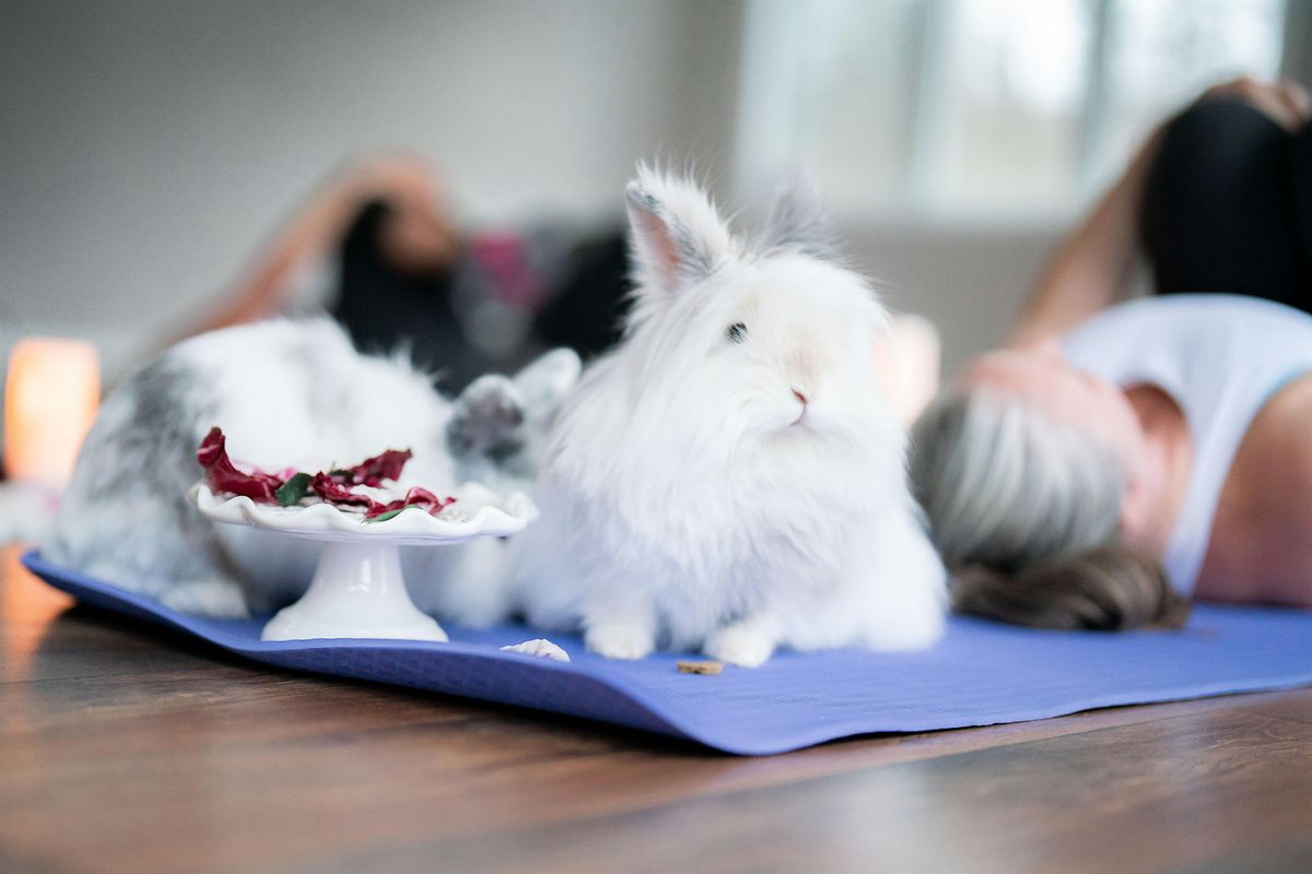Relaxation Yoga with Bunnies