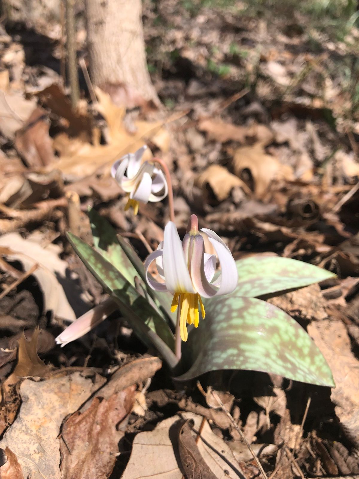 32nd Annual Trout Lily Walk - 4th Sunday Nature Walk