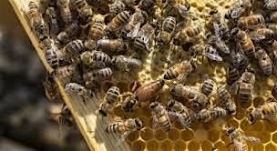 Beekeeping Basics