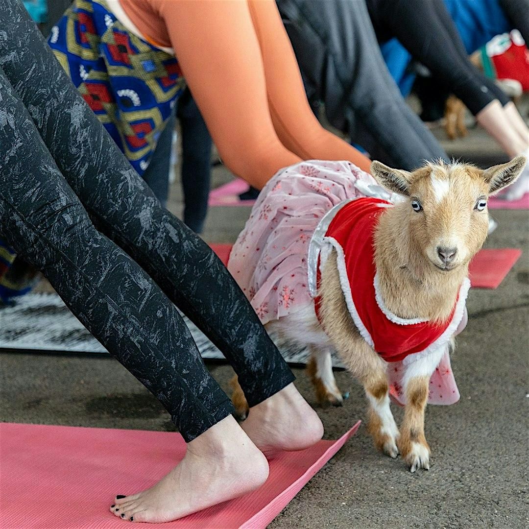 Goat Yoga: Ugly Holiday Sweater Edition