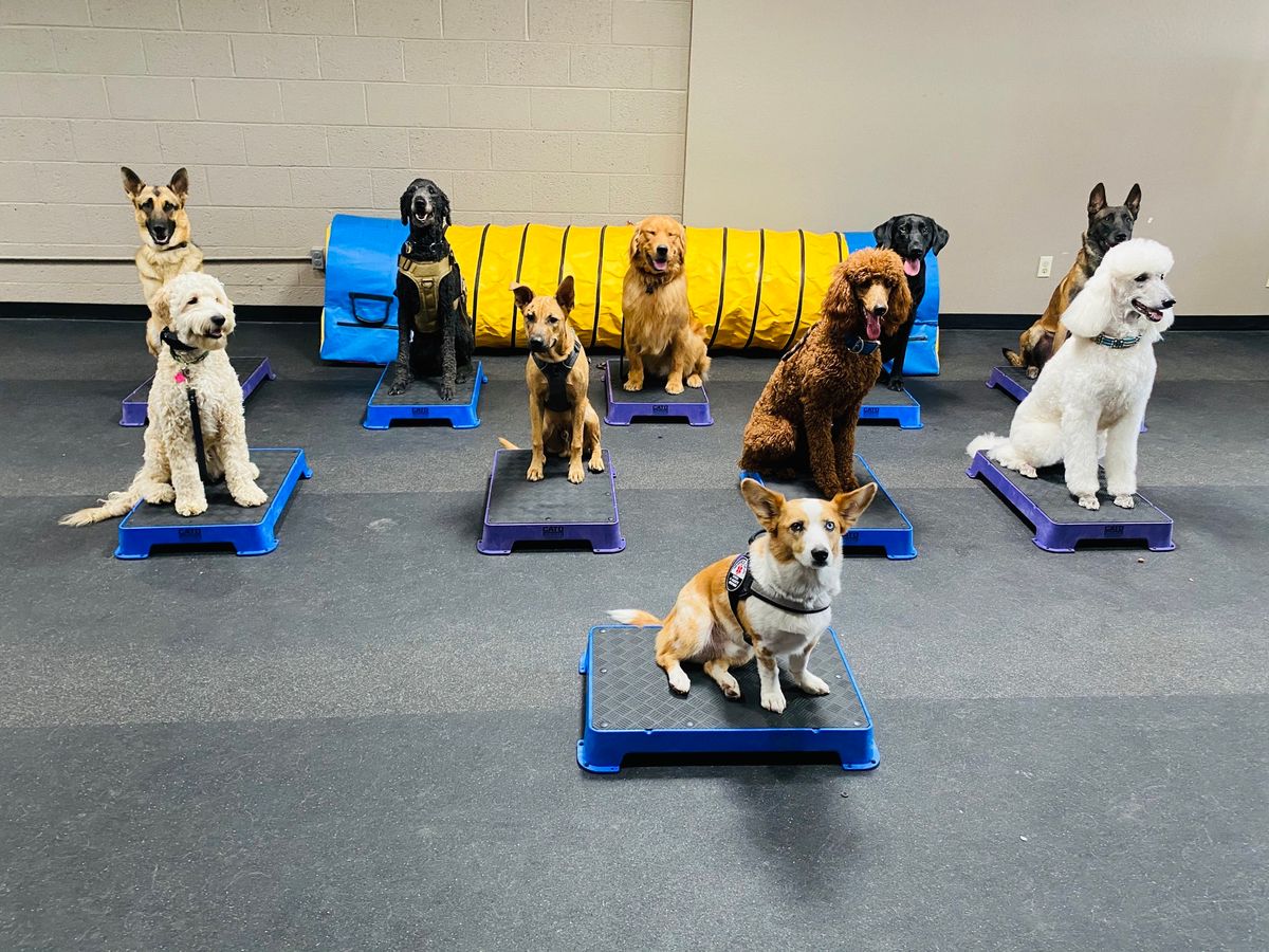 AKC Canine Good Citizen Class Series