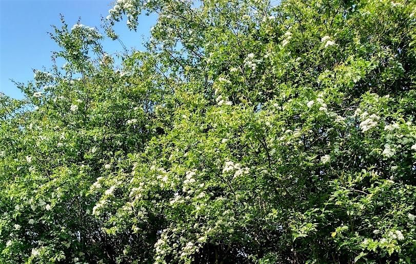 SOCIAL MEET UP FOR  SUPPORTERS OF THE CAMPAIGN TO  SAVE THE ROSEBURN PATH