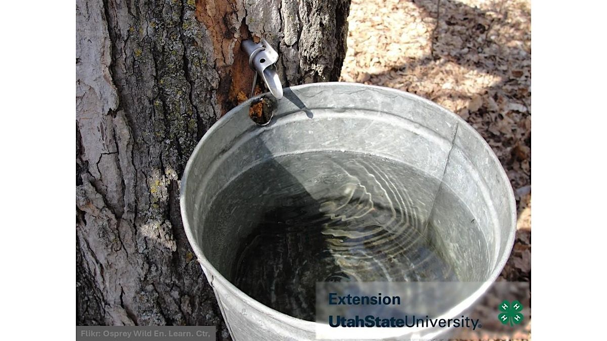 Maple tapping workshop - Cedar City