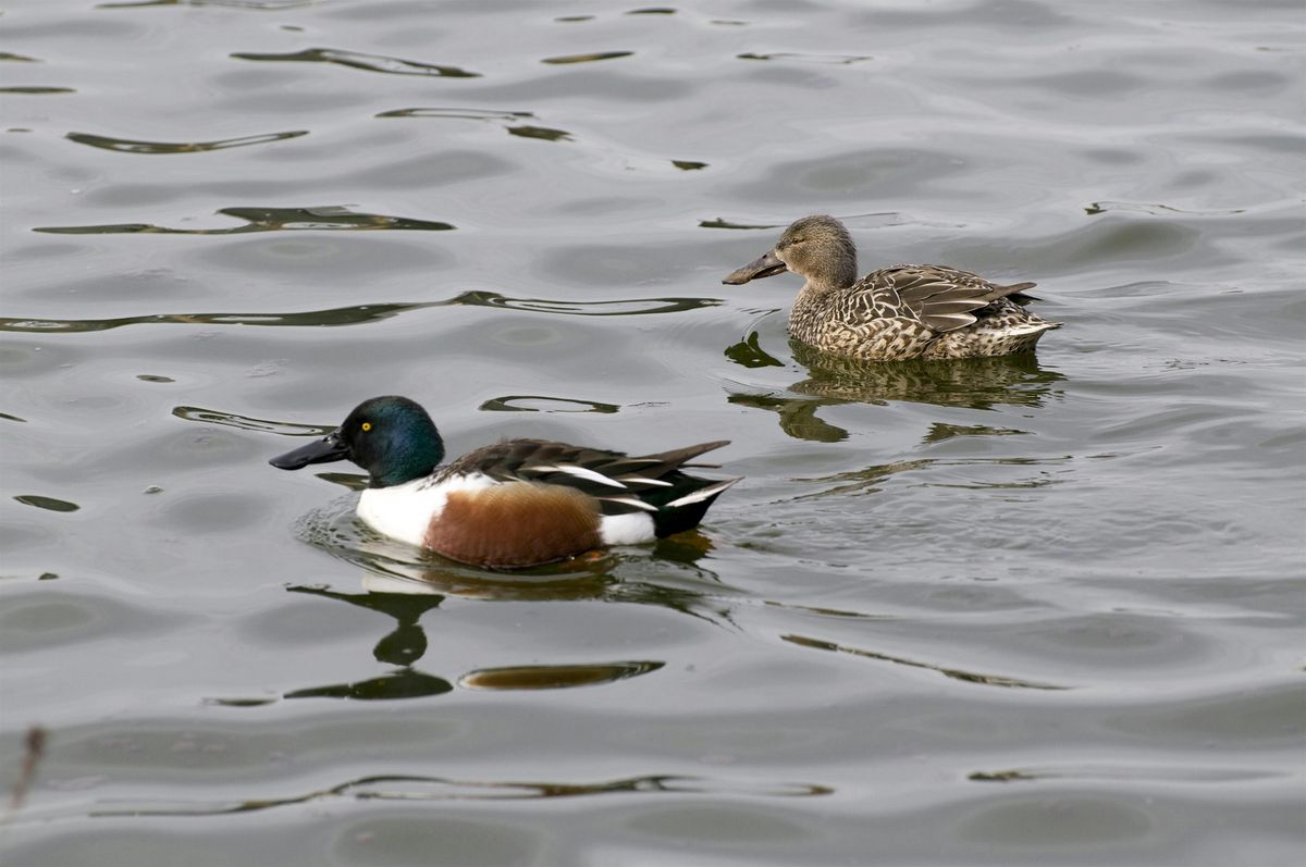 Winter Birds at Titchfield Haven