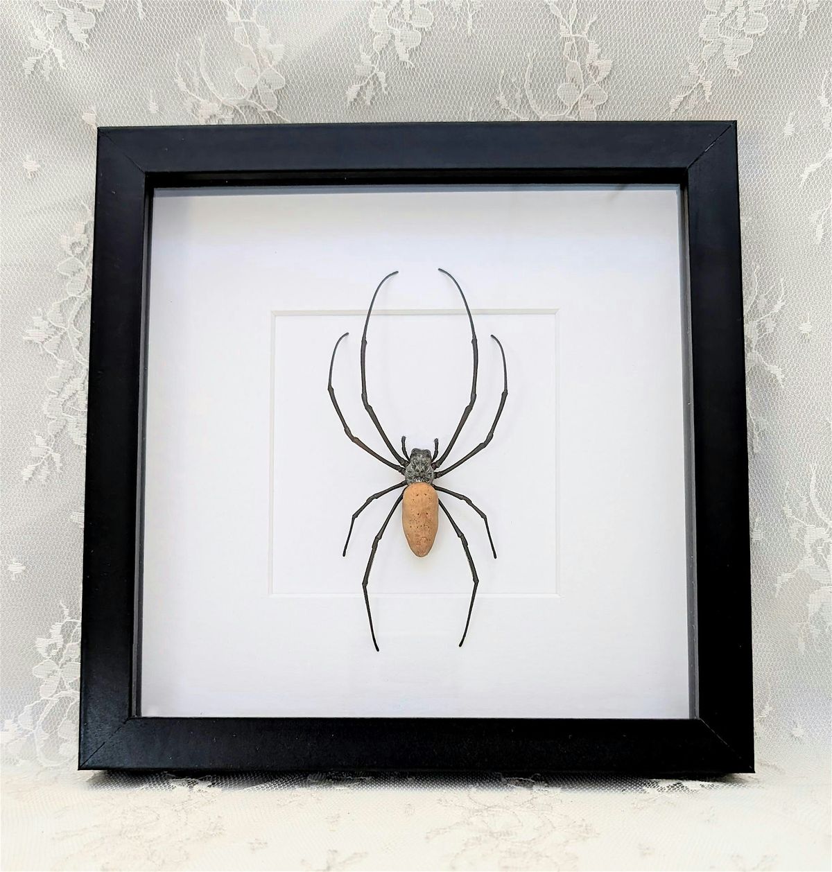 Intro To Entomology: Orb Weaver Spider Pinning Class