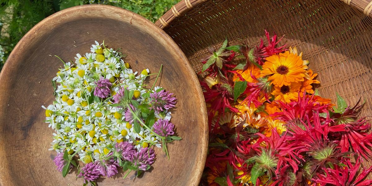 Harvesting Your Medicinal Herbs Workshop