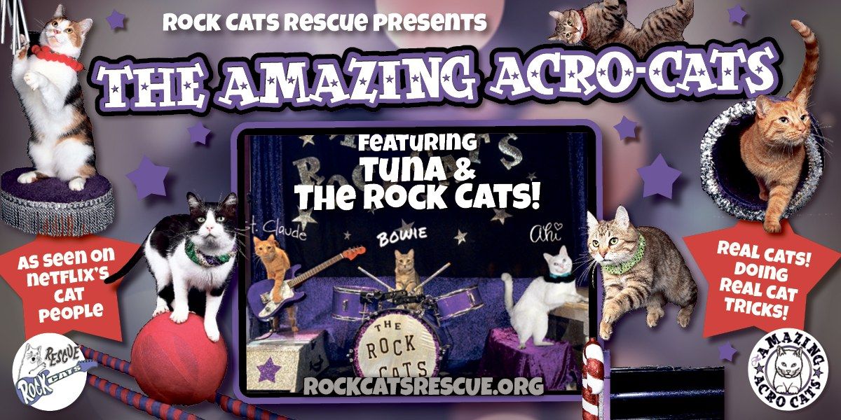 The Amazing AcroCats Pounce into Portland!, The Hill Arts ME, Portland