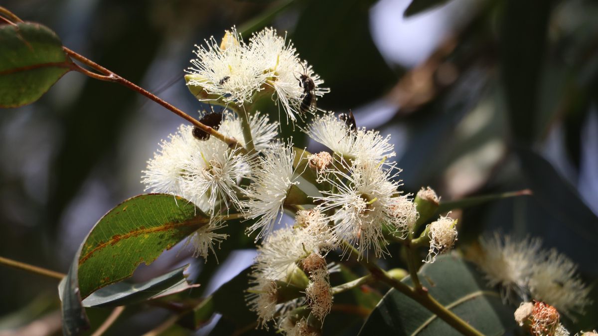 Native plants along the Wangal Nature Trail