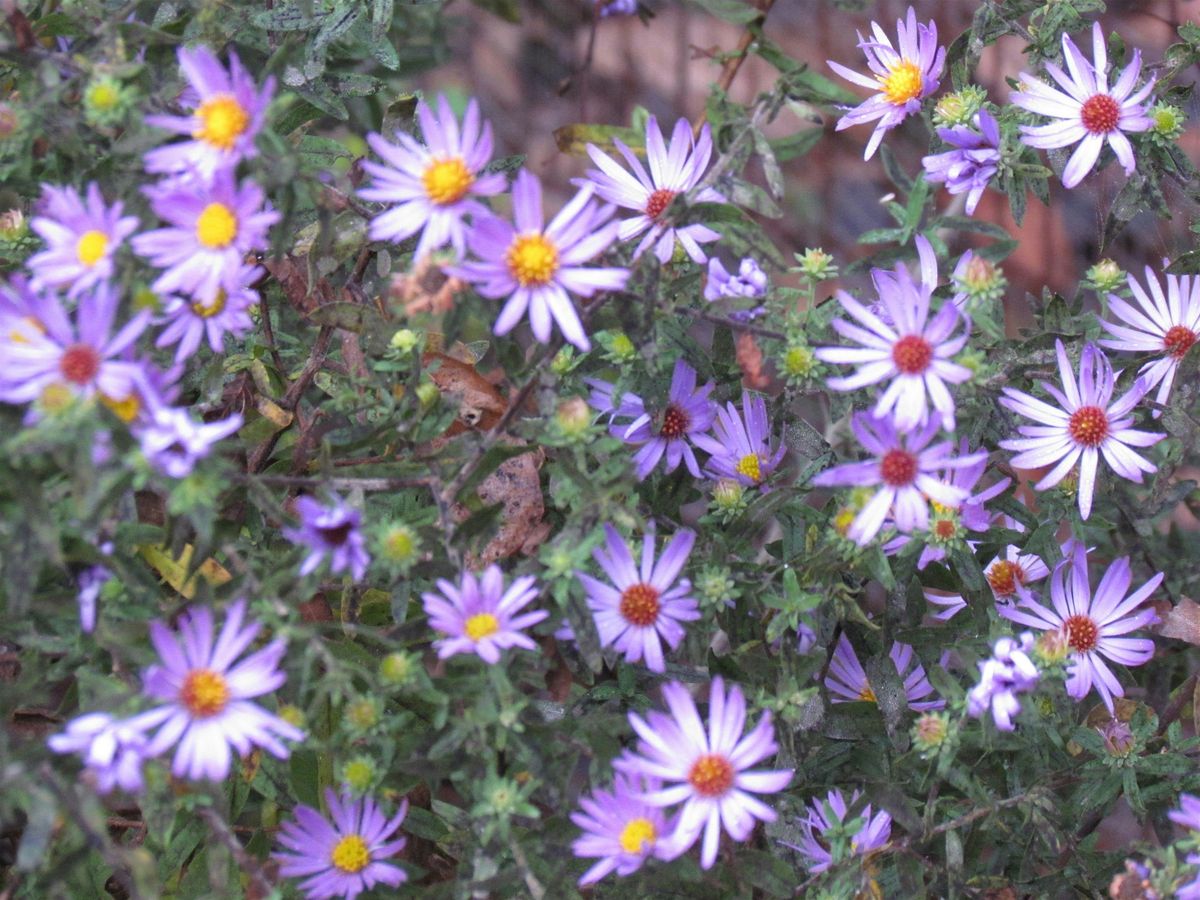 Book Club with the Master Gardeners of Davidson County