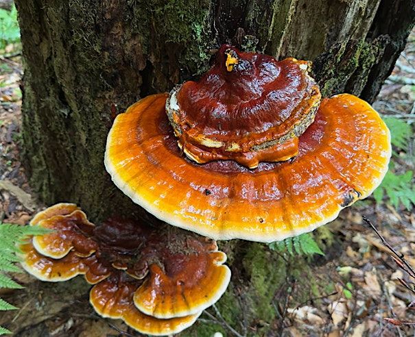 Fantastic Fungi Hike