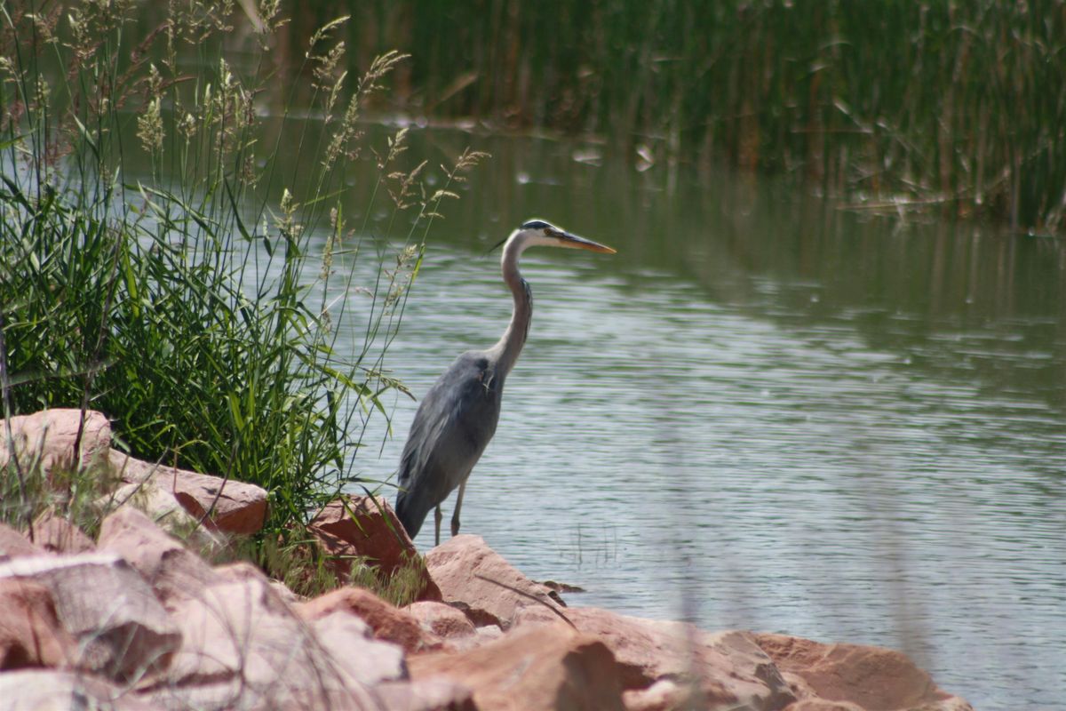 Bird Walk at Chapungu Sculpture Park