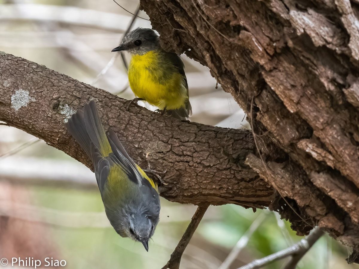 Aussie Bird Count Walk