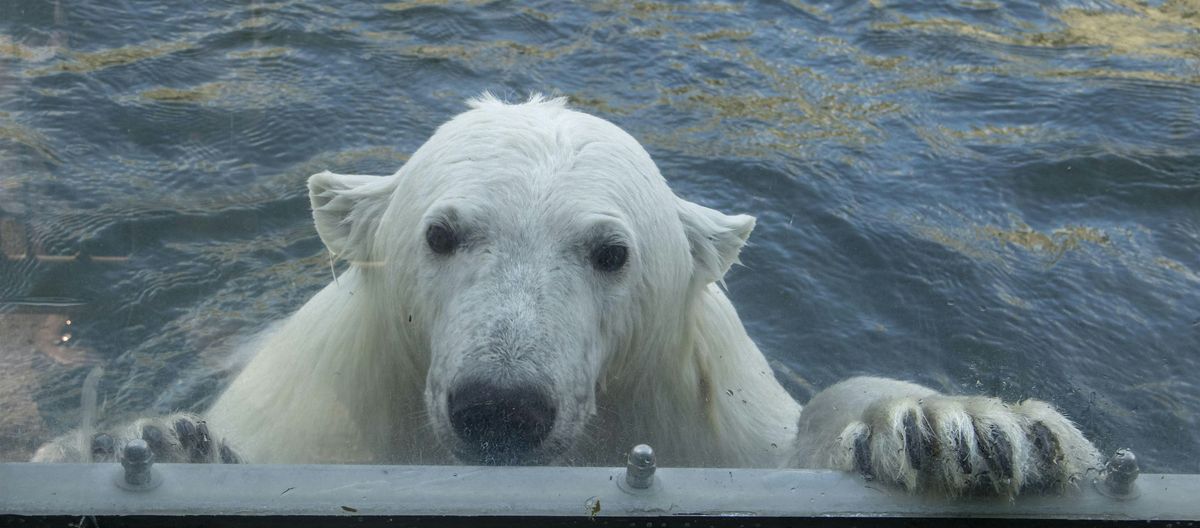 Polar Bear Encounter