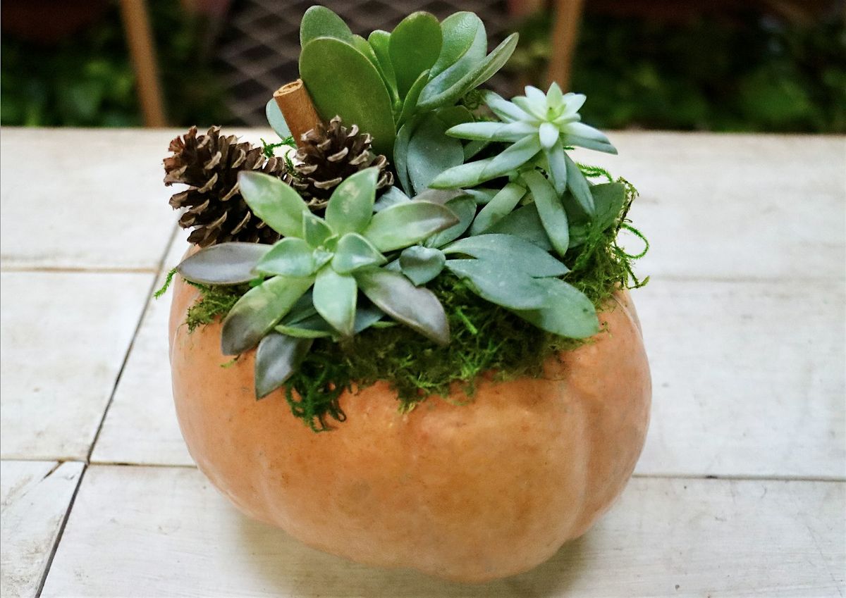 Succulent Pumpkin Arrangement Workshop