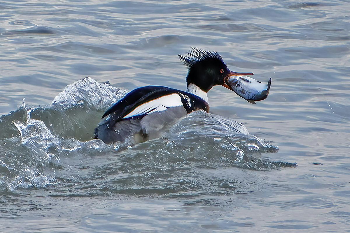 Waterfowl  of the Detroit River