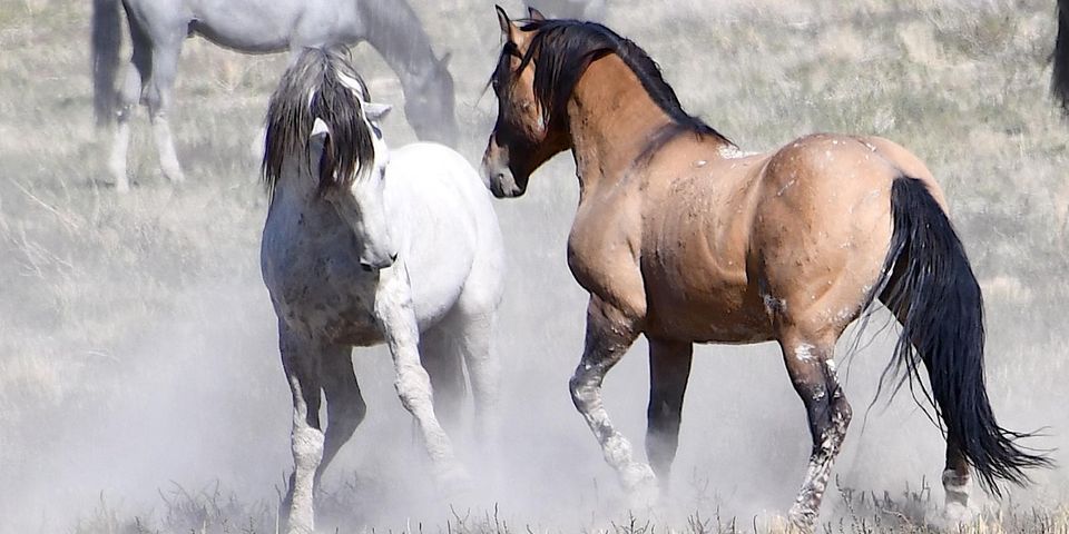 Saving Our Wild Horses & Wildlife Conference