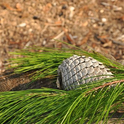 UC ANR Forest Stewardship